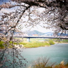 一目千本桜と白石川