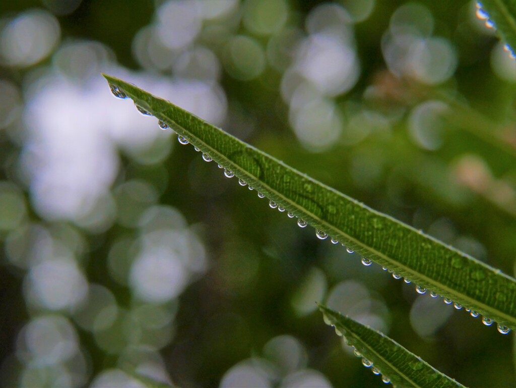マクロフィルタ初挑戦②