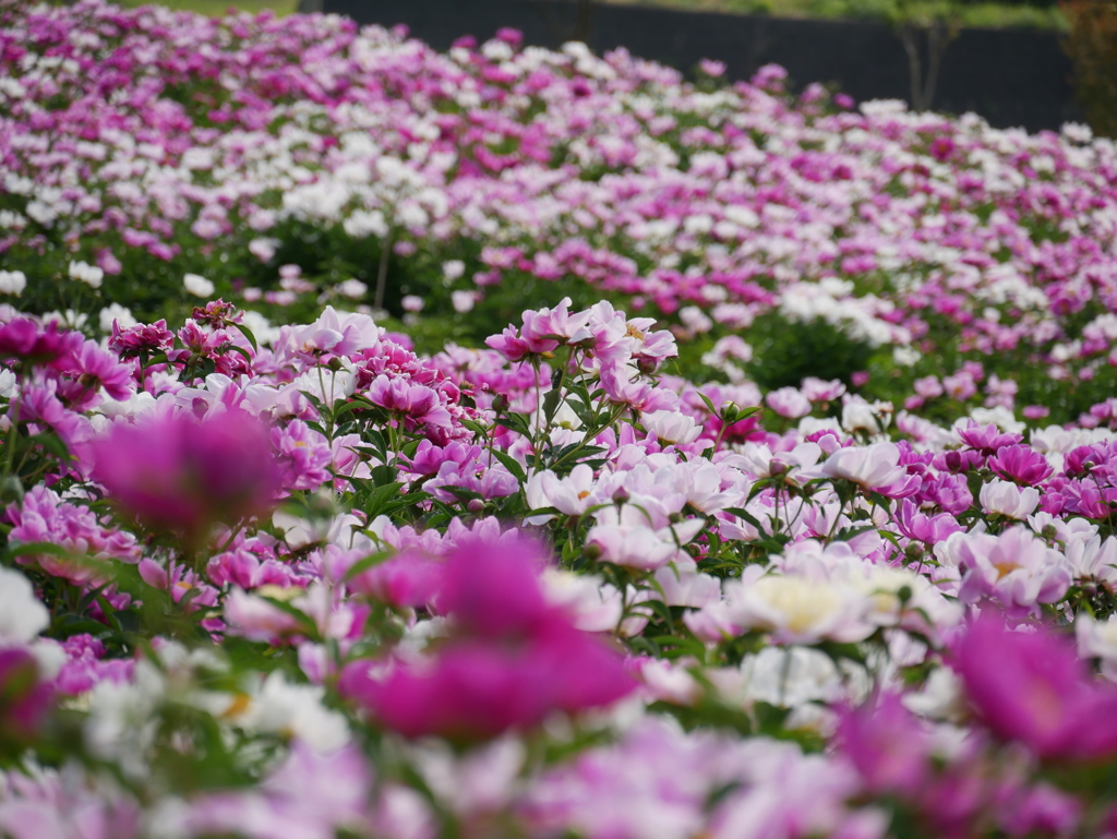 お花畑の練習③