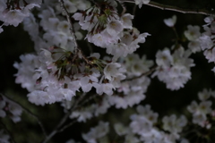 夜桜Ⅱ