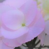 みちのく杜の湖畔公園〘紫陽花②〙