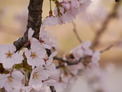 一目千本桜を間近で。