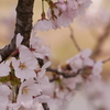 一目千本桜を間近で。