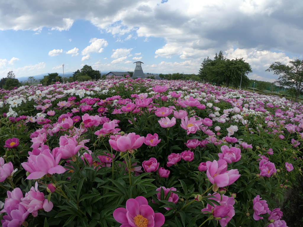 お花畑の練習②