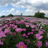 お花畑の練習②