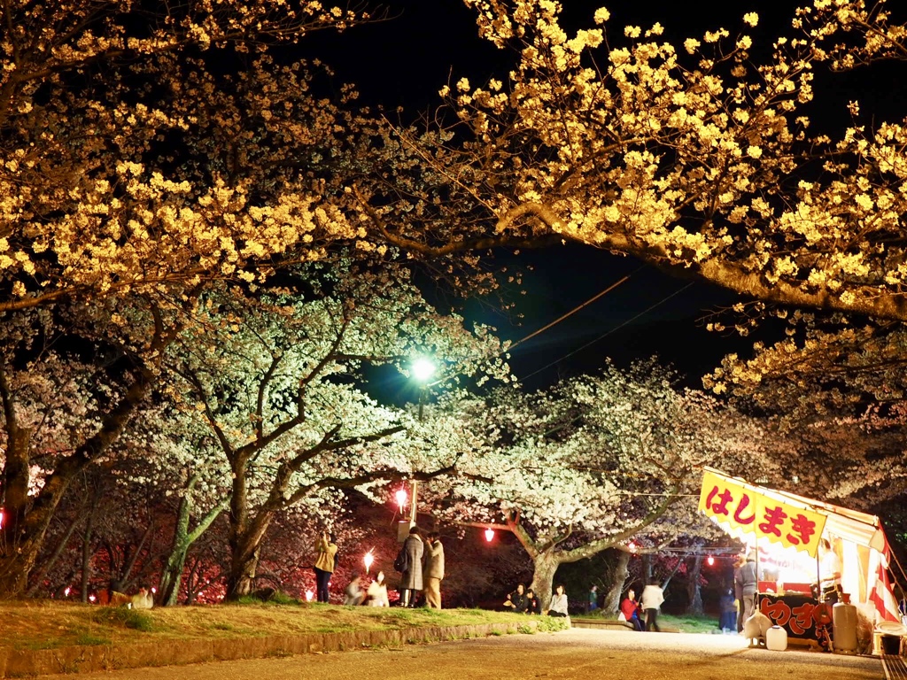 夜桜