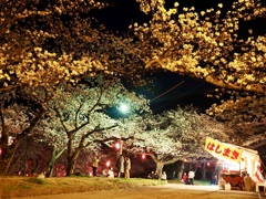 夜桜