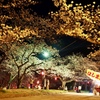 夜桜