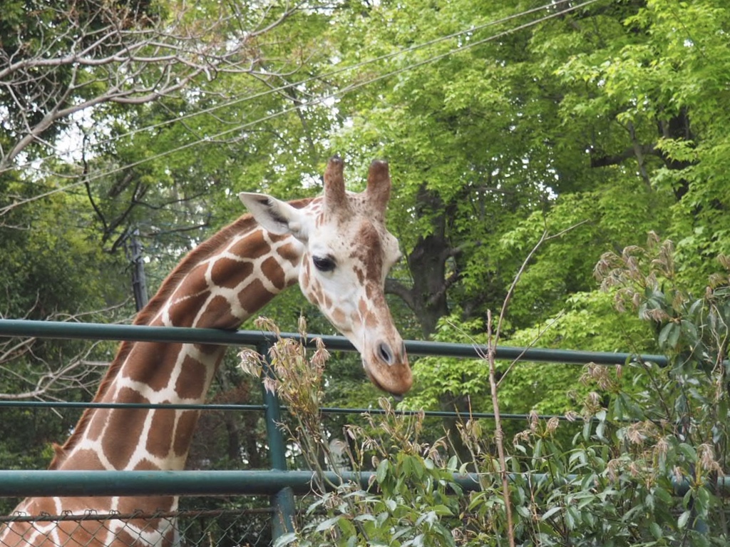 動物園