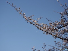 桜の咲き始め