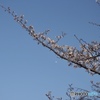 桜の咲き始め