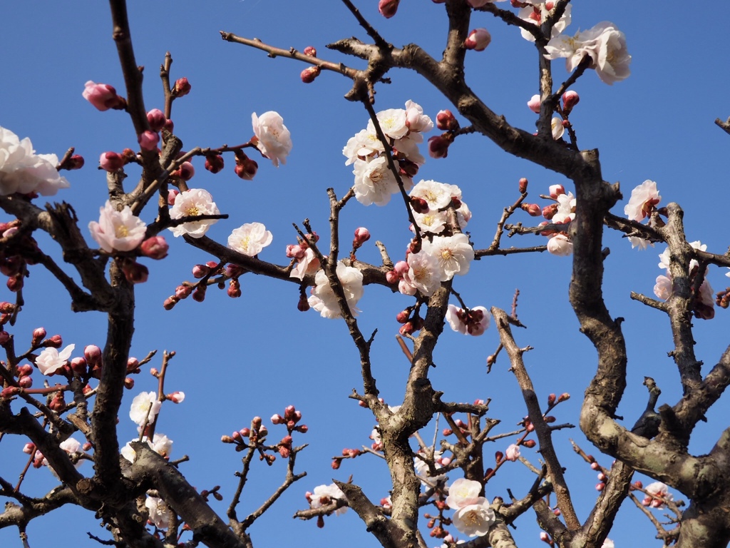 梅の花