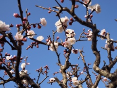 梅の花