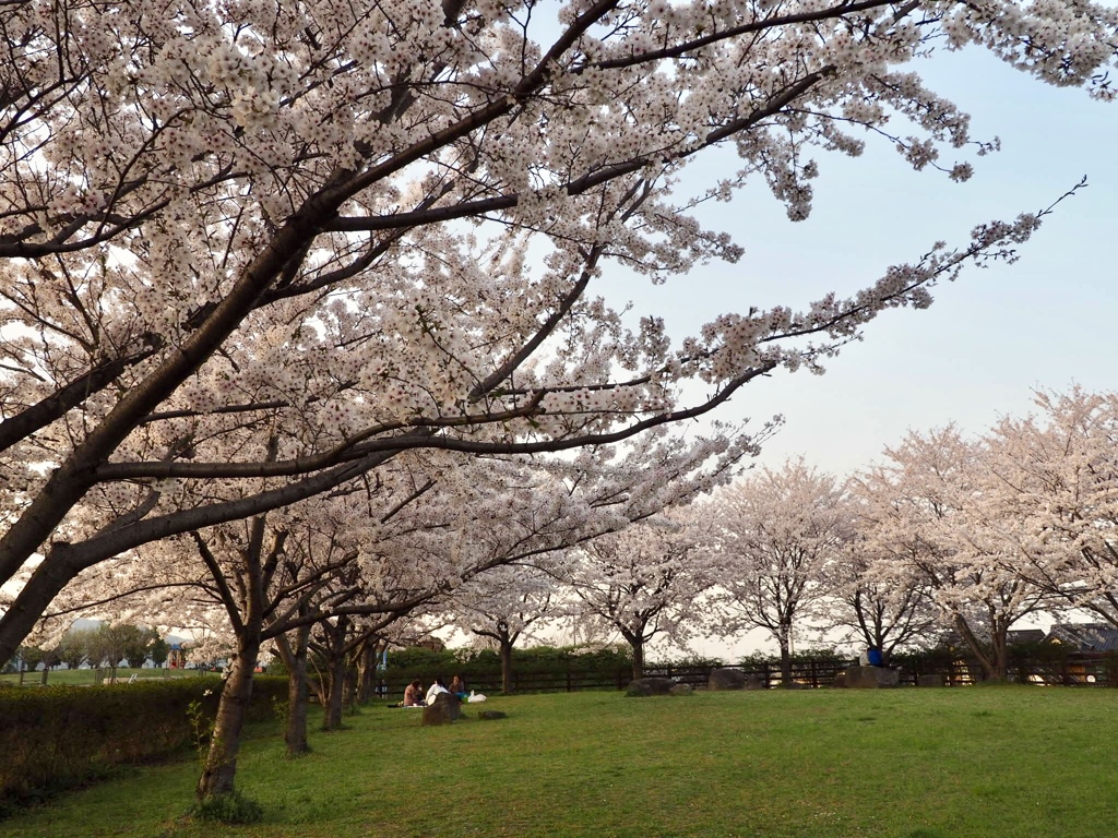 桜