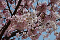 兼六園の桜