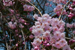 金沢城公園の桜