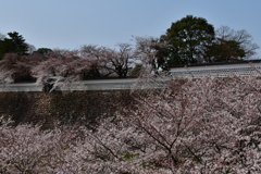 石川門の桜