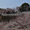 石川門の桜