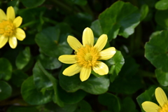 犀川沿いの黄色い花