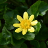 犀川沿いの黄色い花