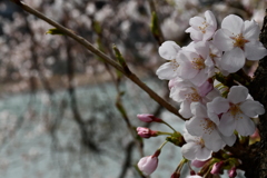 犀川の桜