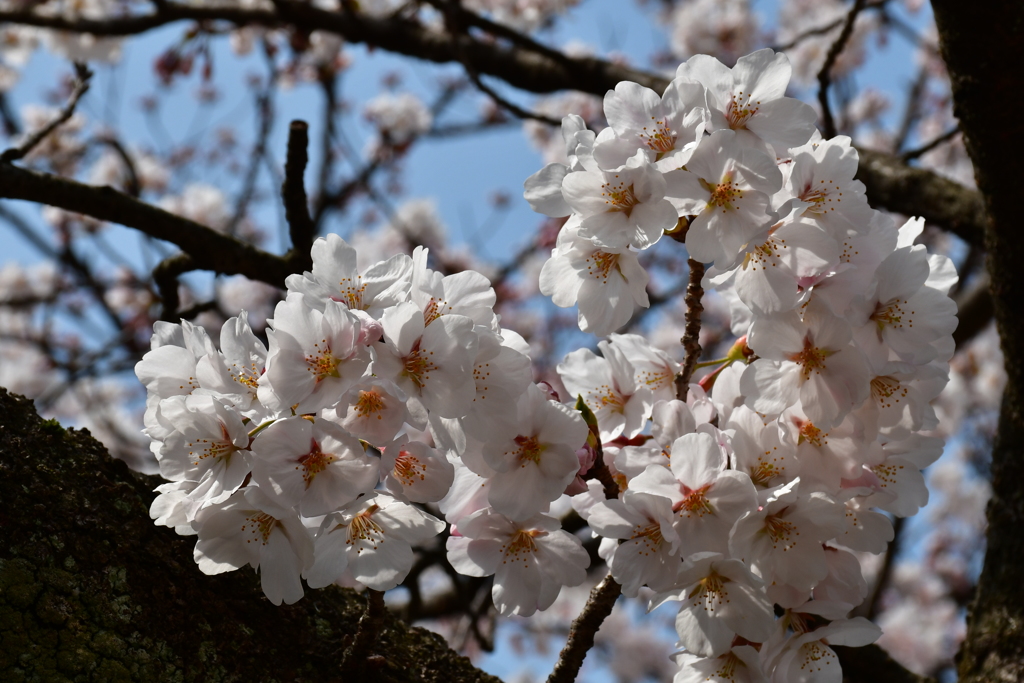 犀川の桜