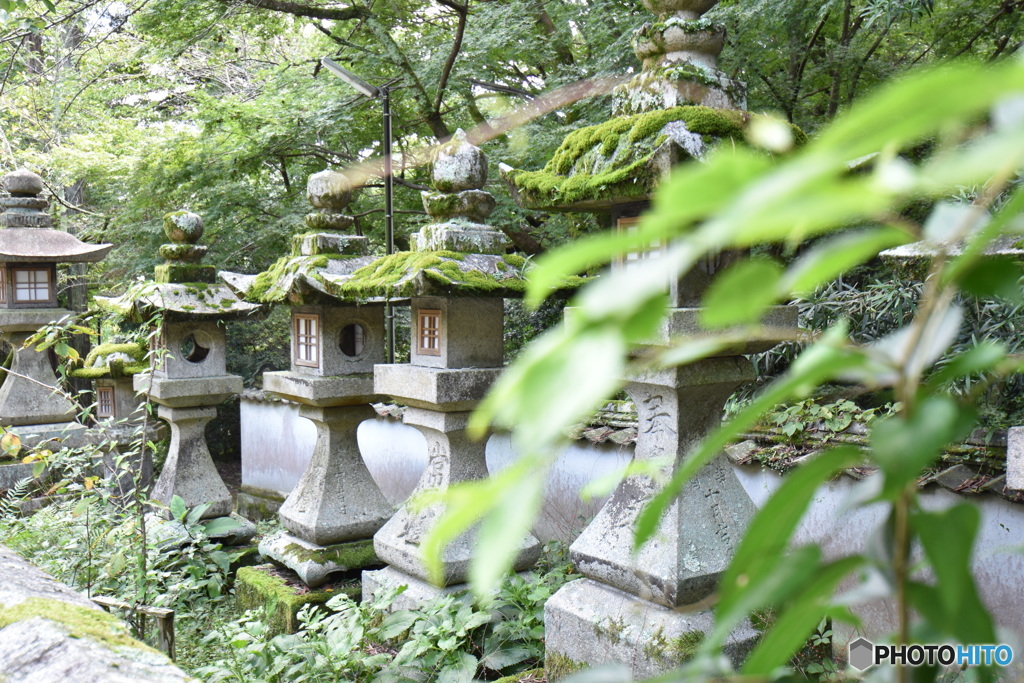 金毘羅宮　苔燈篭