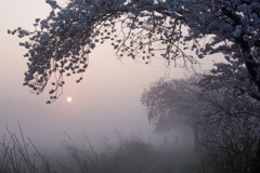 桜で包む日の出