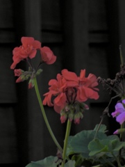 2BF80D95-4066-4D52-B4E2-371470EC4C7F