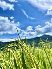 C77D4D80-5EE9-4CB3-953B-600AE24B6040