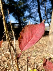 8E53D0E8-CF22-4C2E-BF97-67F5E0B49305