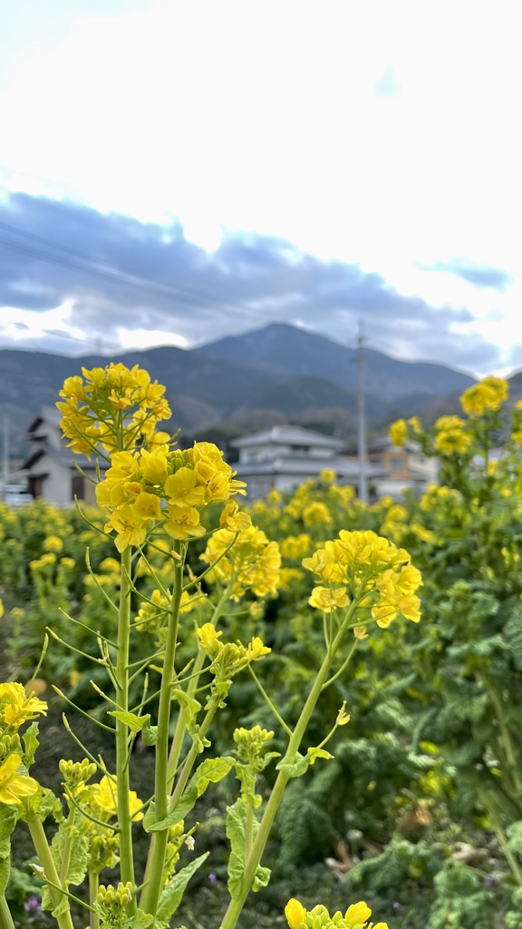 74A6CAB0-7E2C-406D-AFD2-BA359AD67FA0