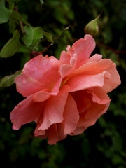 E6ED0514-4A66-4924-ACA0-782F2240D324