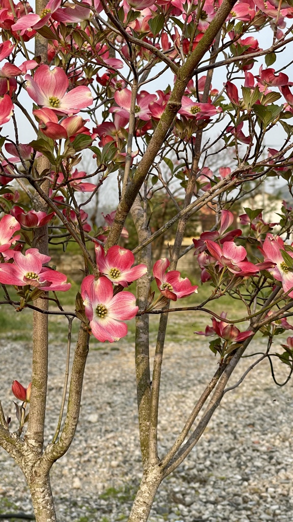 2F2B23E7-B914-47B3-9C87-62F0DECABA81