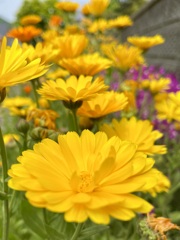 533A51D7-0F95-499F-AE49-173D9E47DE21