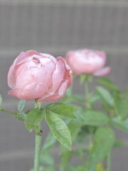 77E0C389-A478-422B-81AF-1524BD02497D