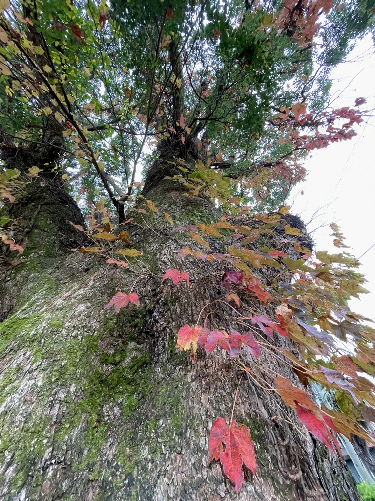 F00D5A72-5357-4D15-930D-0347E84FC348