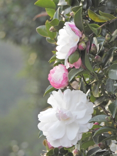 FF28226D-6C31-4D8B-B195-E22F7EEEE0D5