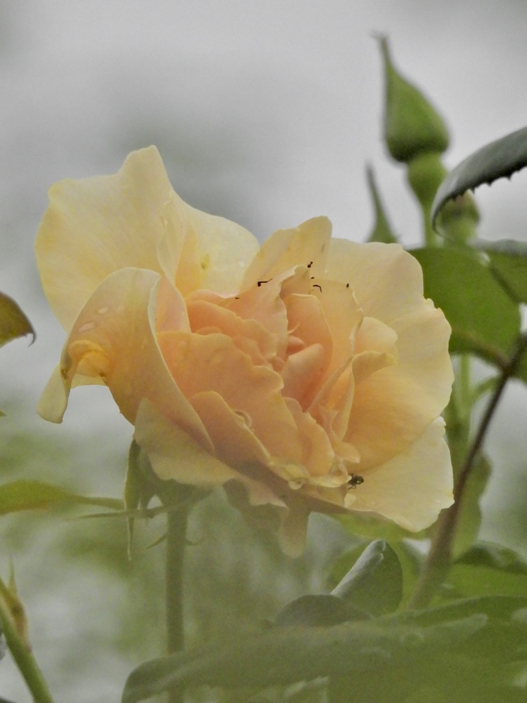 E7286A03-D682-49CF-8E02-A3168E1650A0