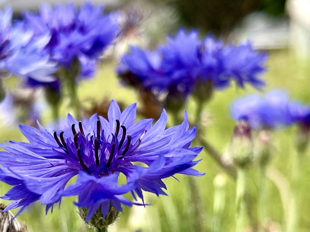 矢車草　Cornflower