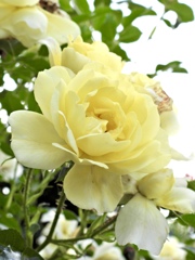 44FE9439-F635-458D-B80B-6BB9B6F1CCA4