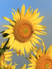 40F25557-25F5-44ED-BD85-426C006C4AE2