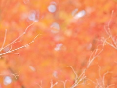 13099D89-2662-4917-A90F-6AD7529E319E