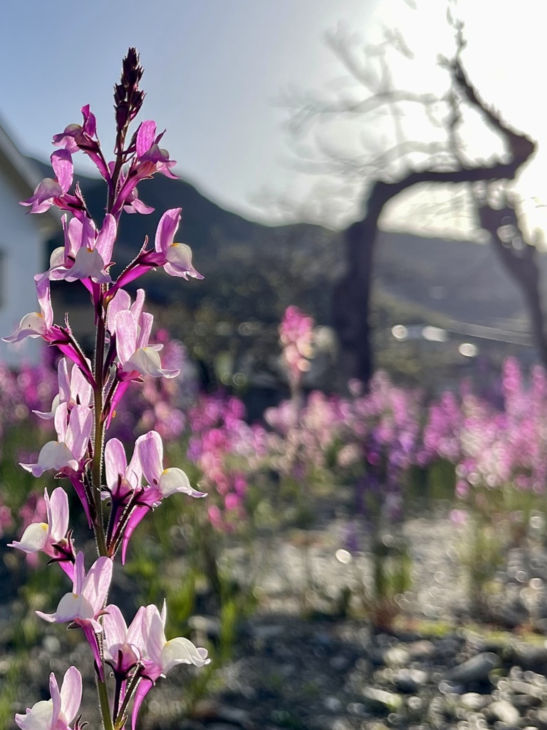 C8A2B6BF-643E-455B-A63E-847BD0524A18