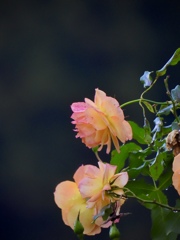 200A668F-C51B-4C12-B21C-880737543EE4