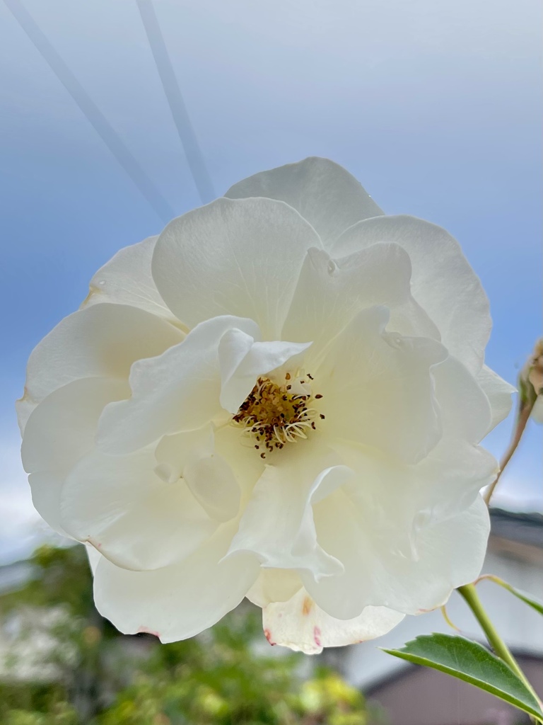 CBCD3899-4E96-4195-9EF8-1F5A202EB977