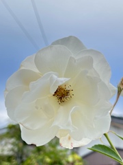 CBCD3899-4E96-4195-9EF8-1F5A202EB977
