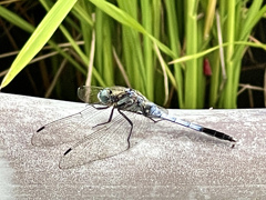 蜻蛉