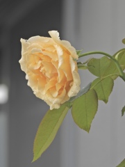04ED788E-8CF0-477E-9751-978F242D14B4