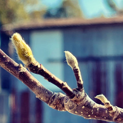 木蓮の蕾です。